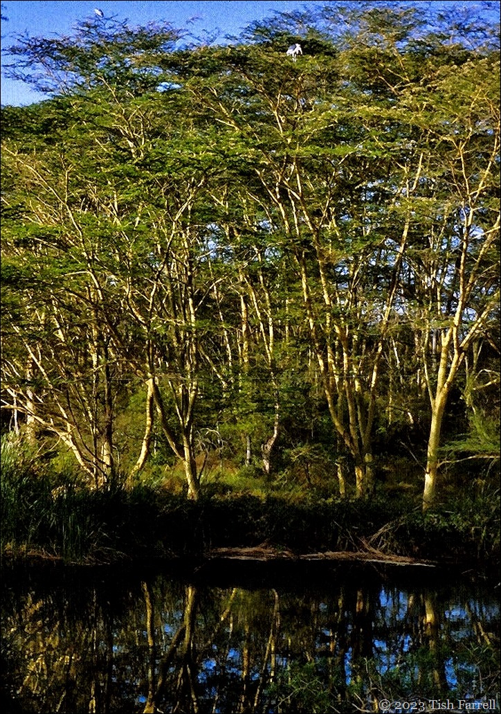 Kiboko ed fever trees Kiboko ed fever trees