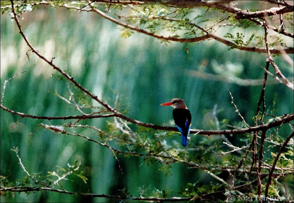 Kiboko ed kingfisher Kiboko ed kingfisher