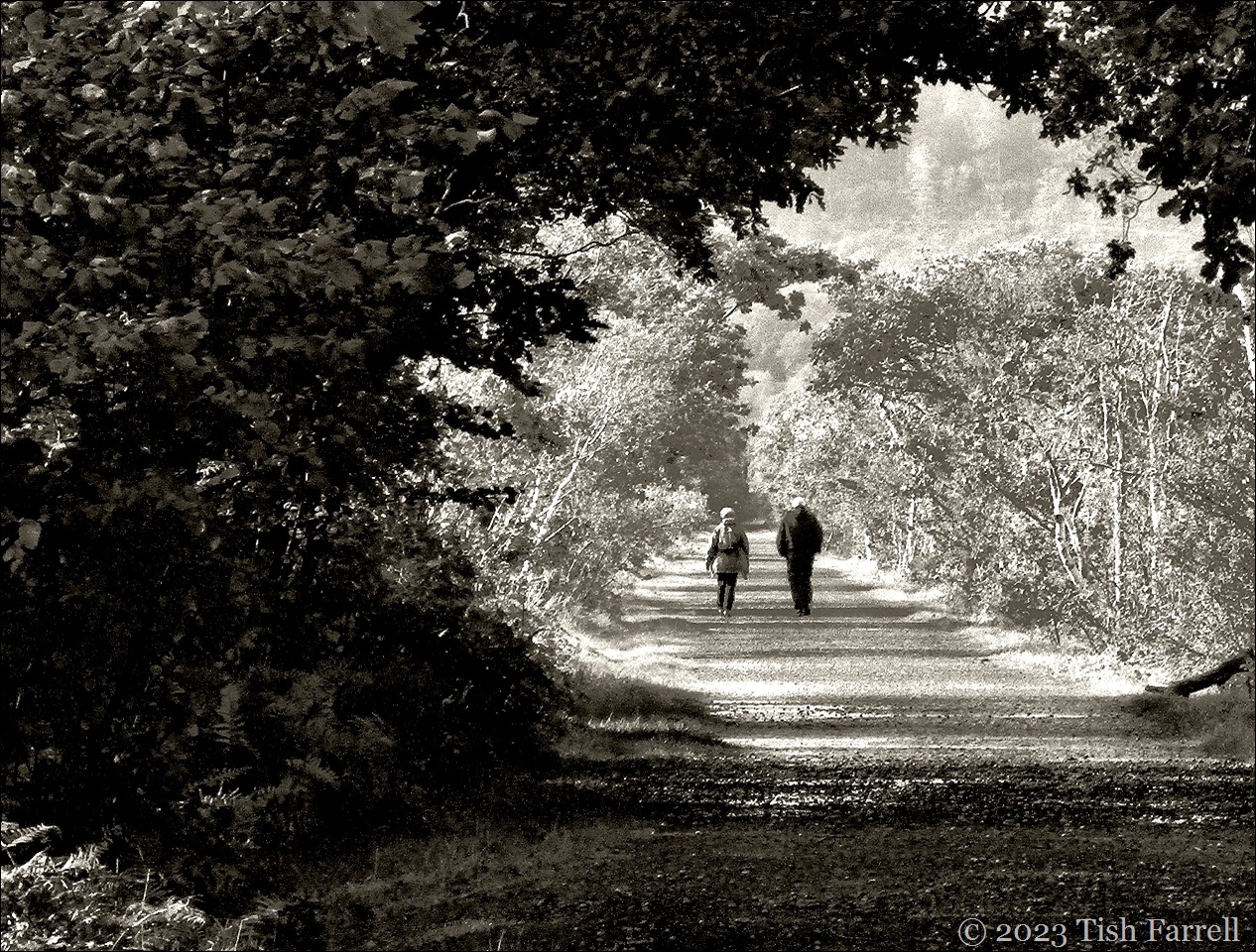 Mawddach trail sepia