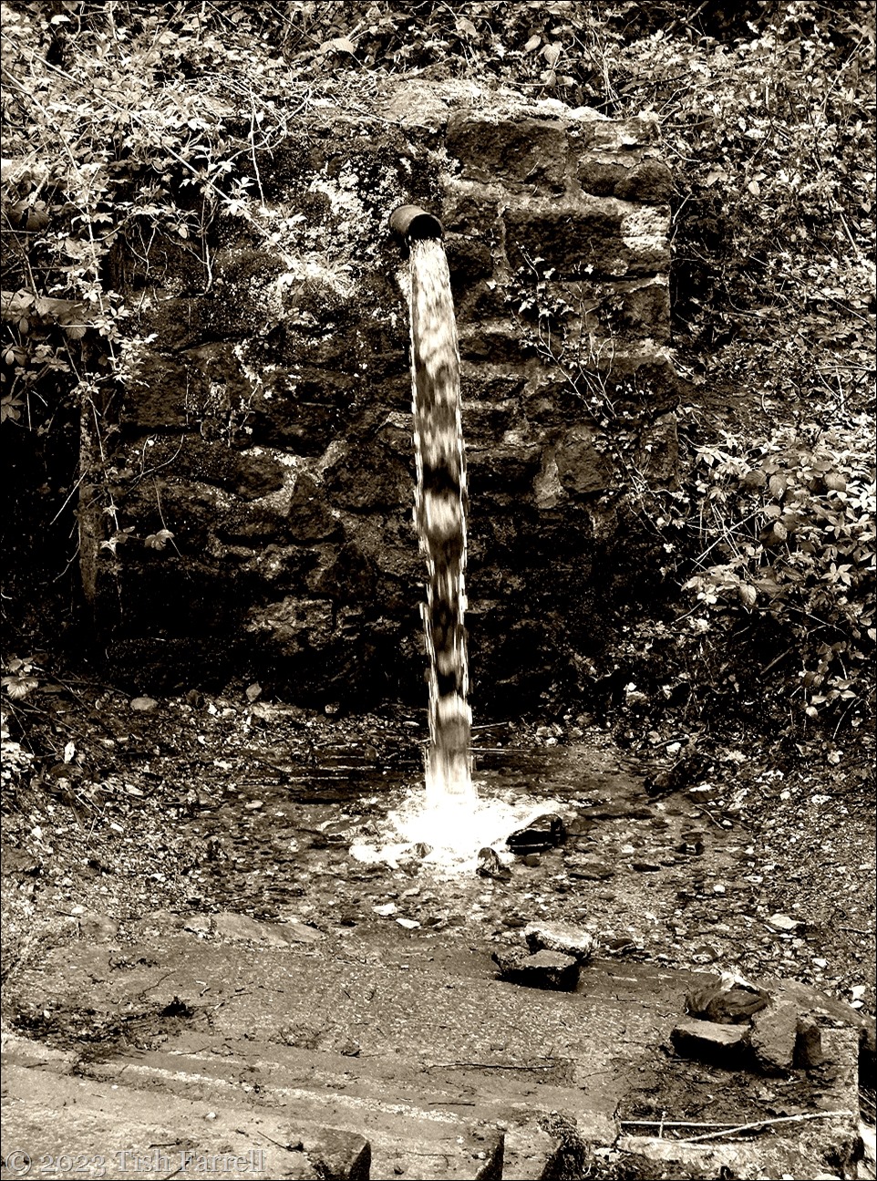 spout lane spring