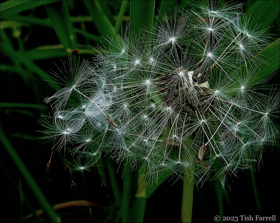 dandelion