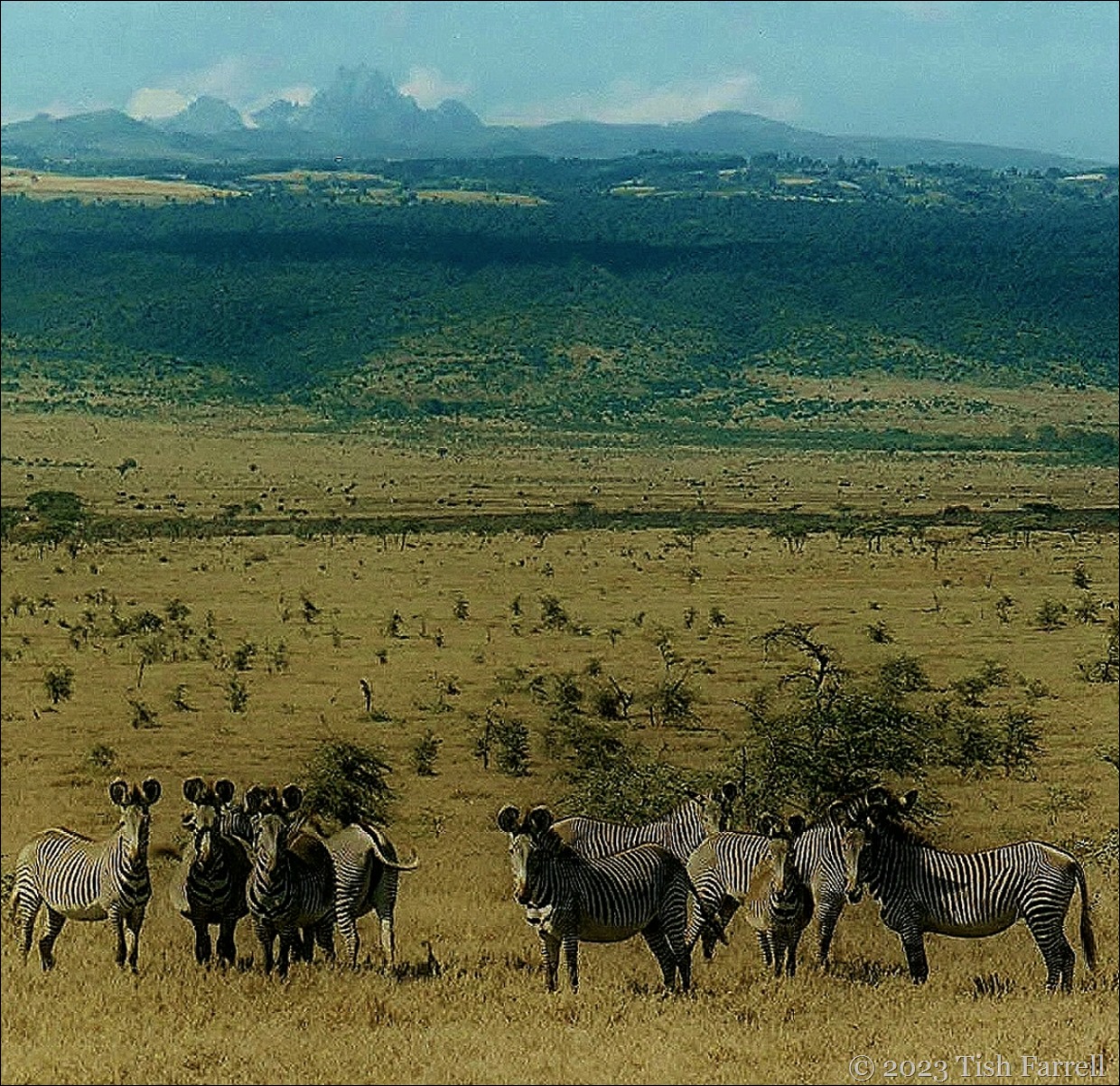 Grevy's Zebra and Mt Kenya