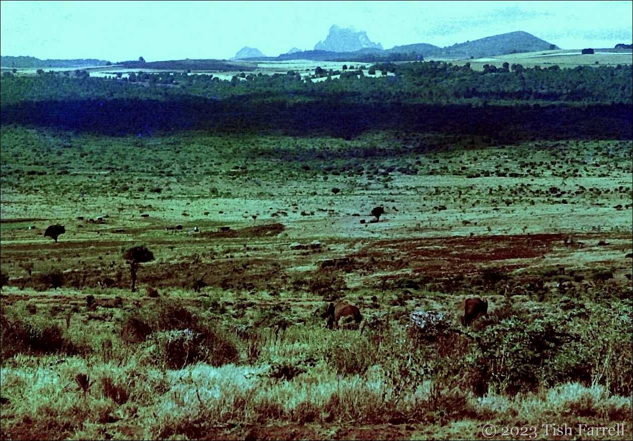Mount Kenya and elephants