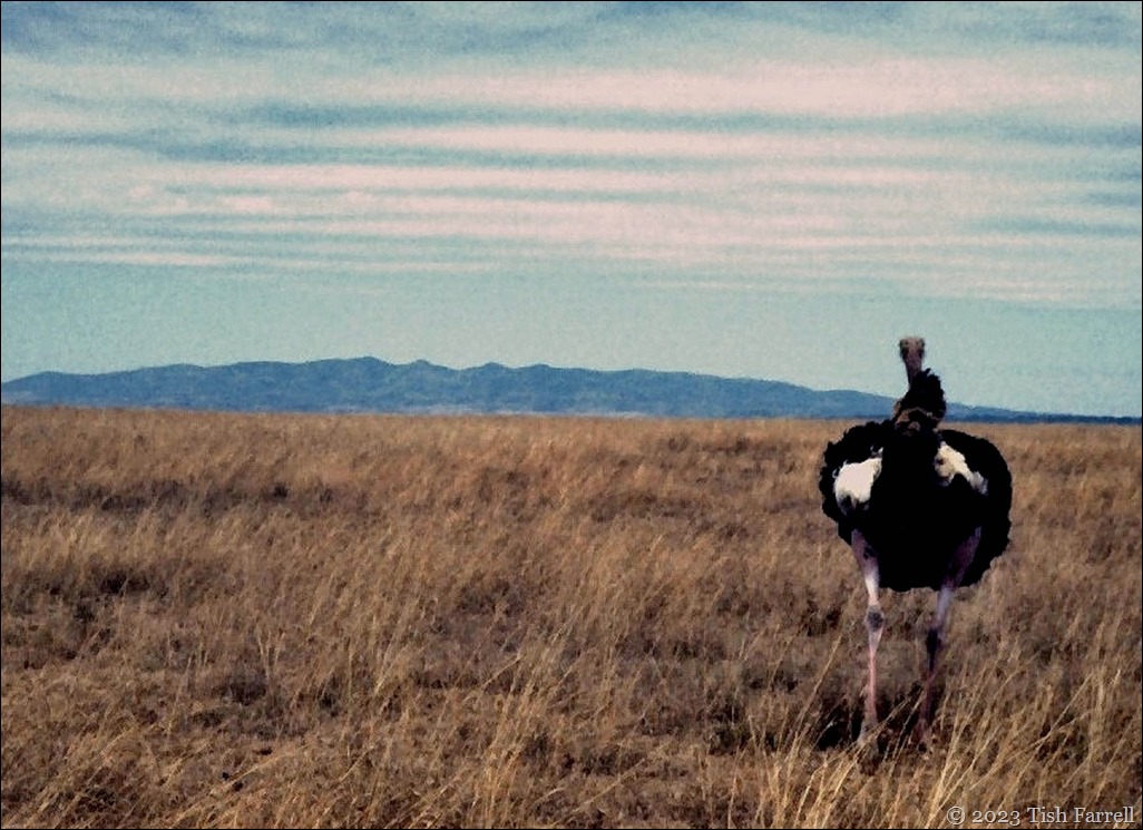 ostrich and Ngong hills best