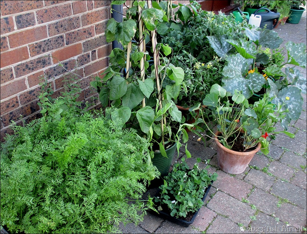 IMG_3473ed IMG_3473ed