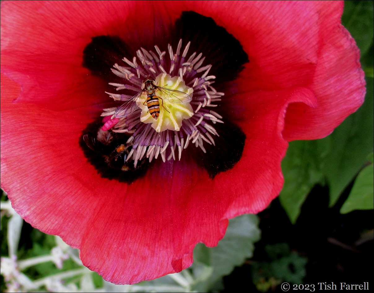 poppy bee and hoverfly