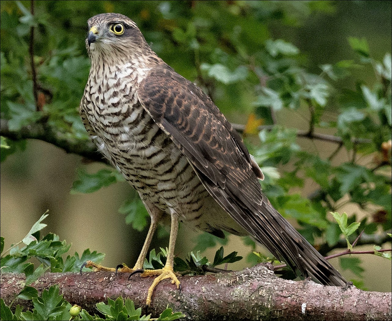 sparrowhawk