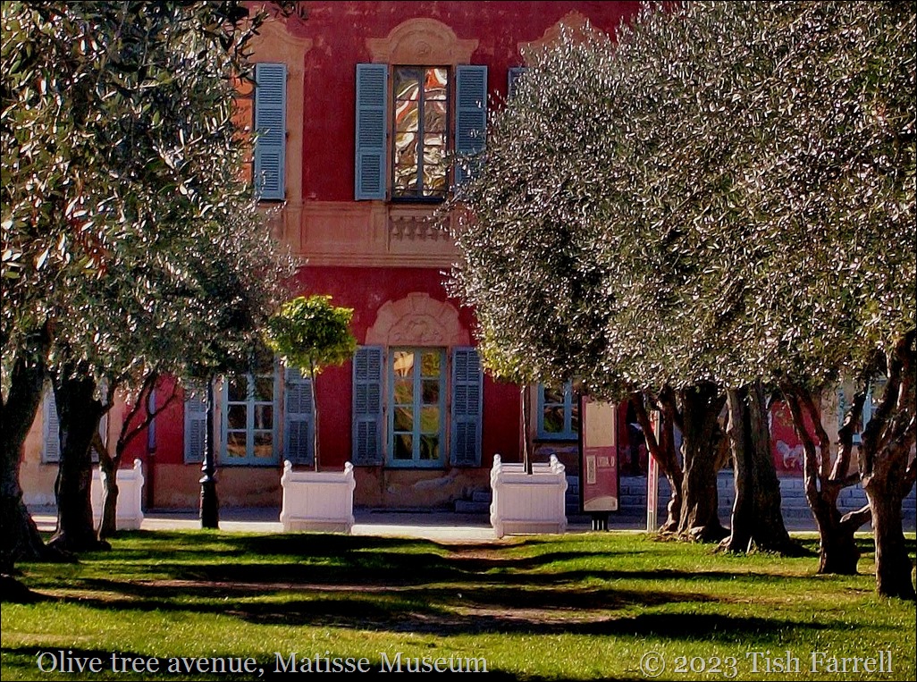 Olive orchard at Cimiez