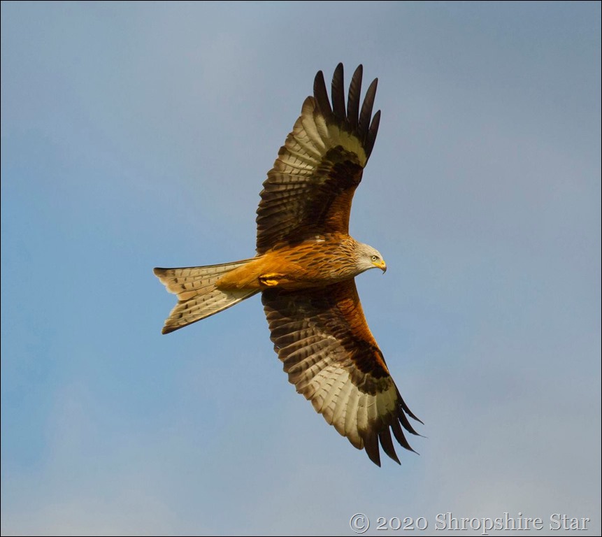 red kite