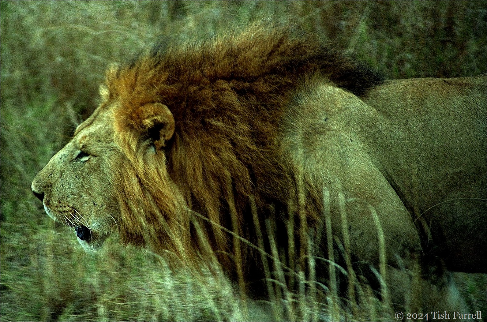 Marsh Pride male 1 ed