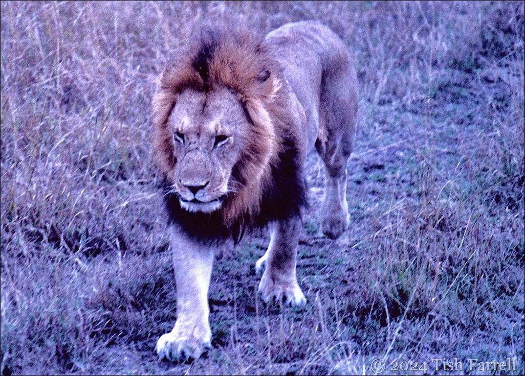 marsh pride senior male