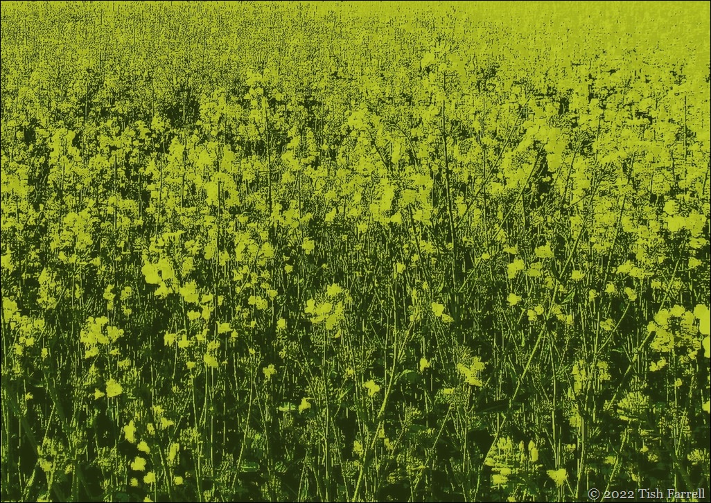 oil seed rape1