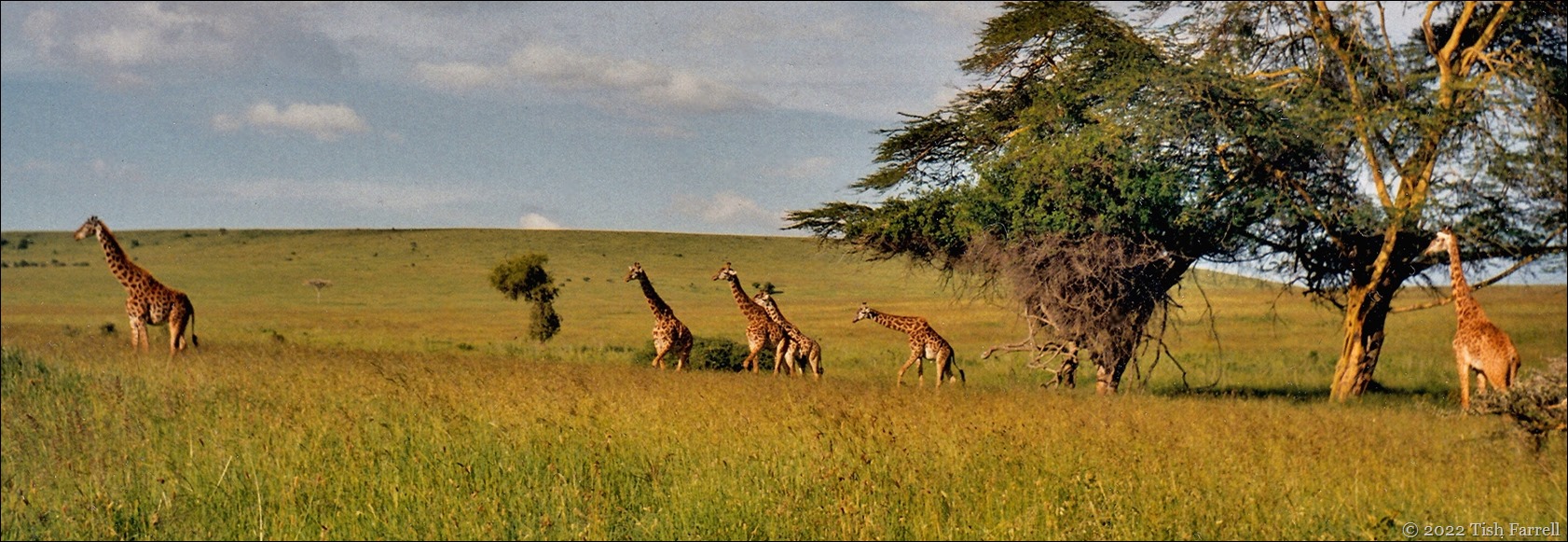 giraffe 4 header