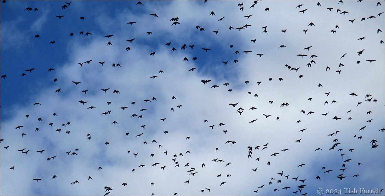 jackdaws header 2