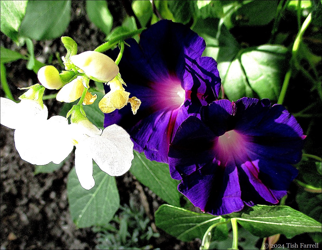 butter bean blossom and morning glory