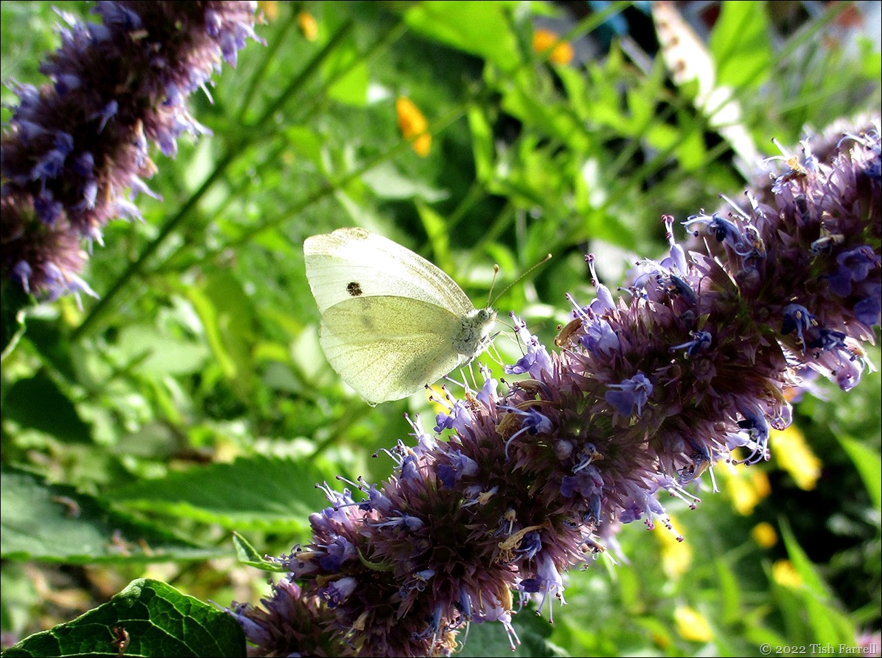 cabbage white 2