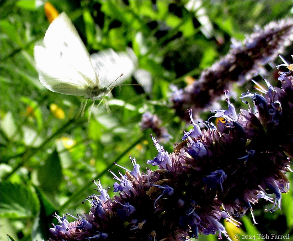 cabbage white
