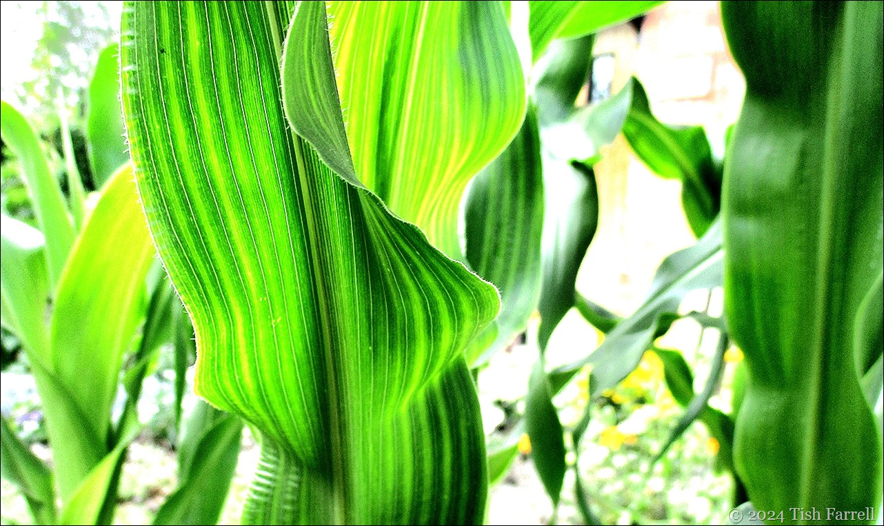 header sweet corn