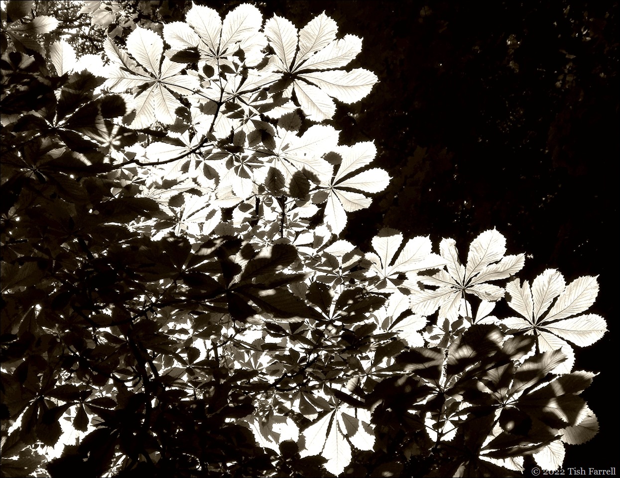 horse chestnut leaves
