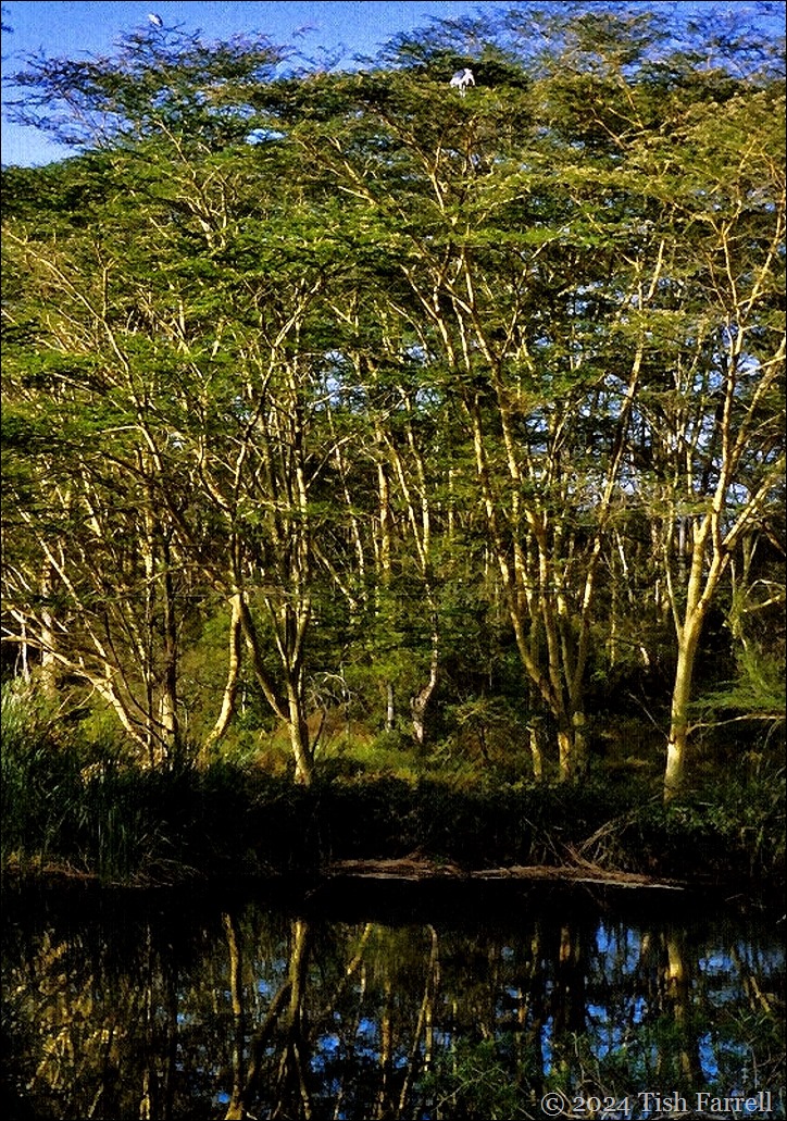 Kiboko ed fever trees