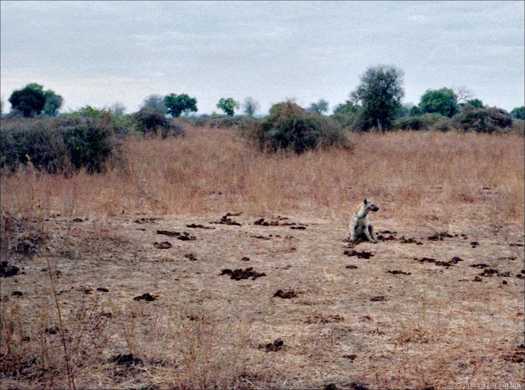 img20240926_15442838 hyena img20240926_15442838 hyena