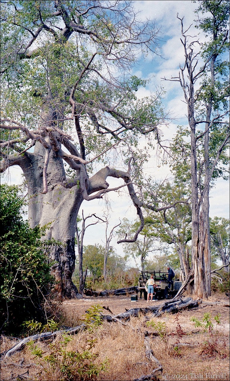 img20240926_16263110baobab img20240926_16263110baobab