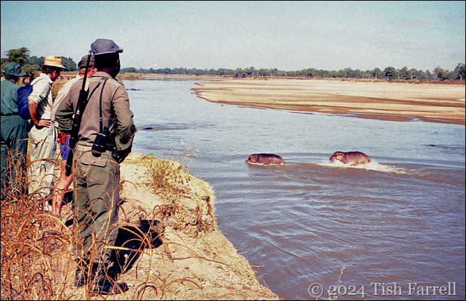 img20240926_17252587hippo walk img20240926_17252587hippo walk