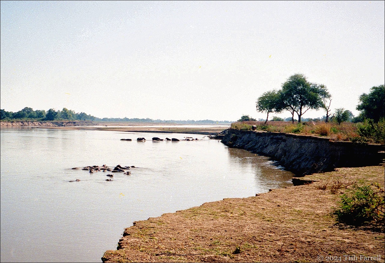 img20240926_17284698hippo charge img20240926_17284698hippo charge