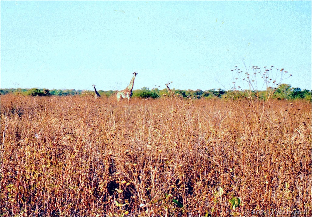 img20240926_17340984ed