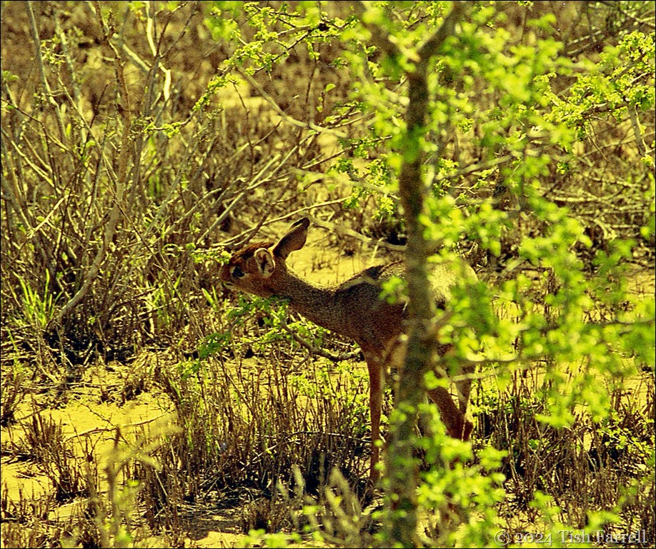img014dikdik img014dikdik