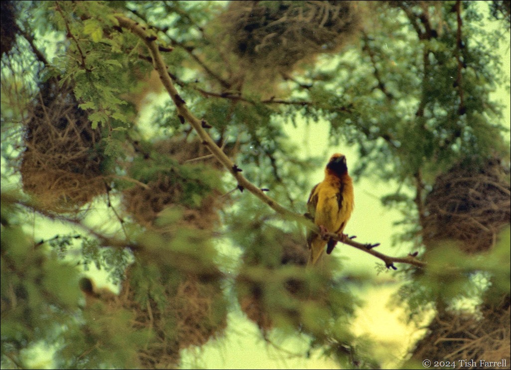 img20241003_19453803 weaver birds and nests img20241003_19453803 weaver birds and nests
