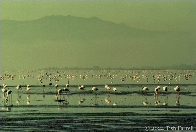 img20241004_11291465 flamingo dawn