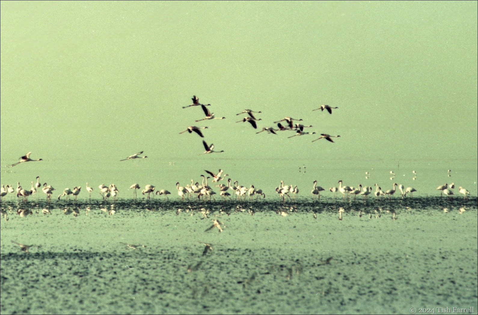 img20241005_19451737 flamingo dawn