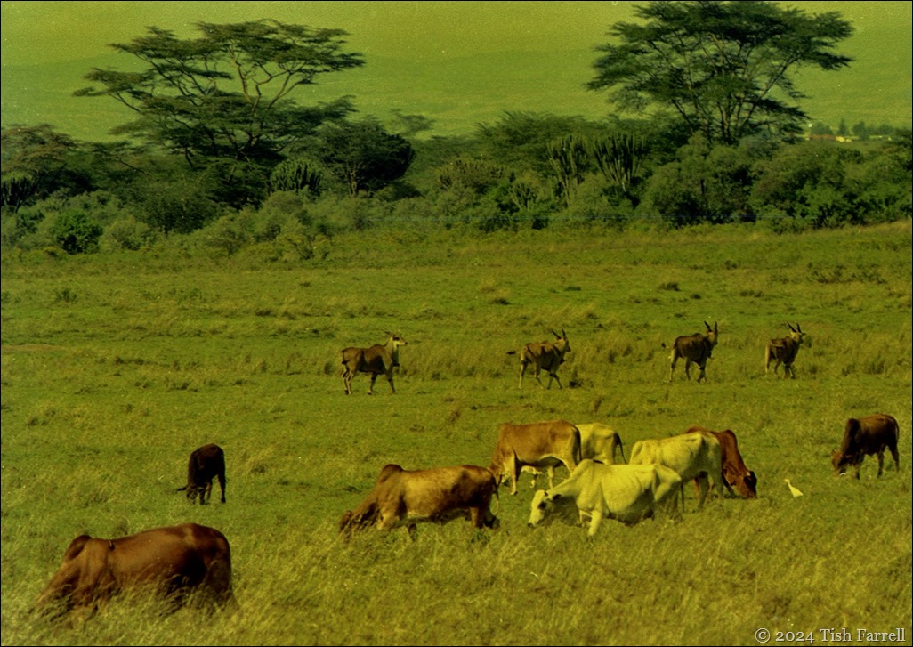 img20241008_12180805 eland and cattle 2 img20241008_12180805 eland and cattle 2
