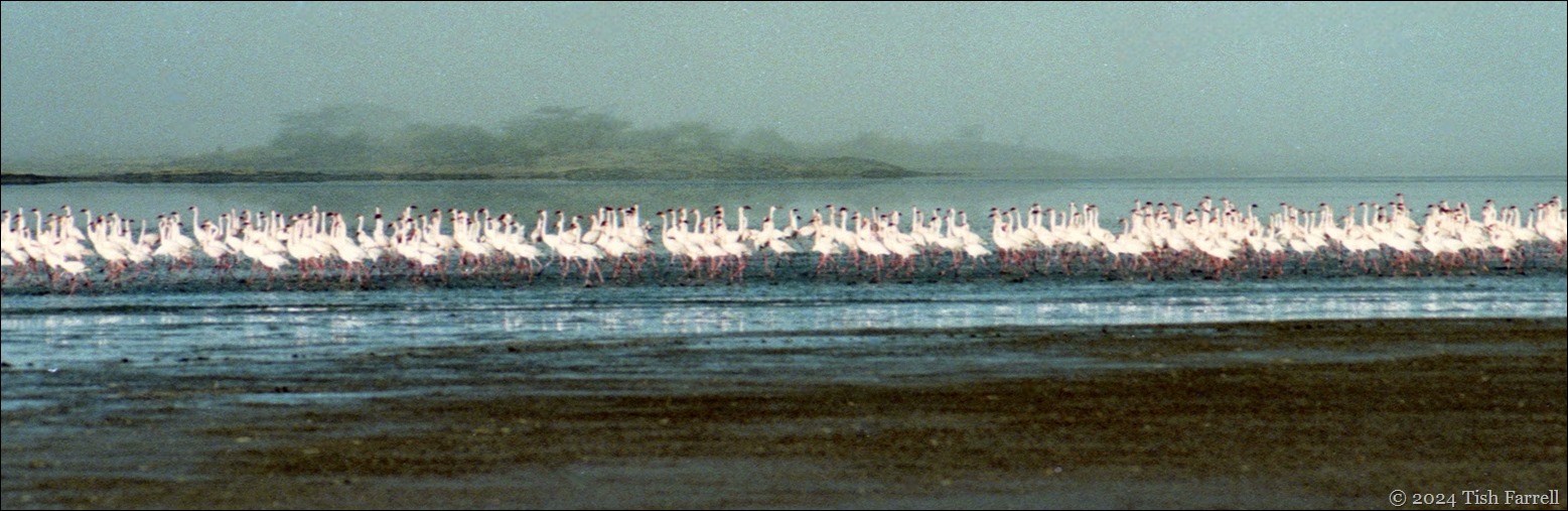img20241008_12561103dawn flamingos ed header