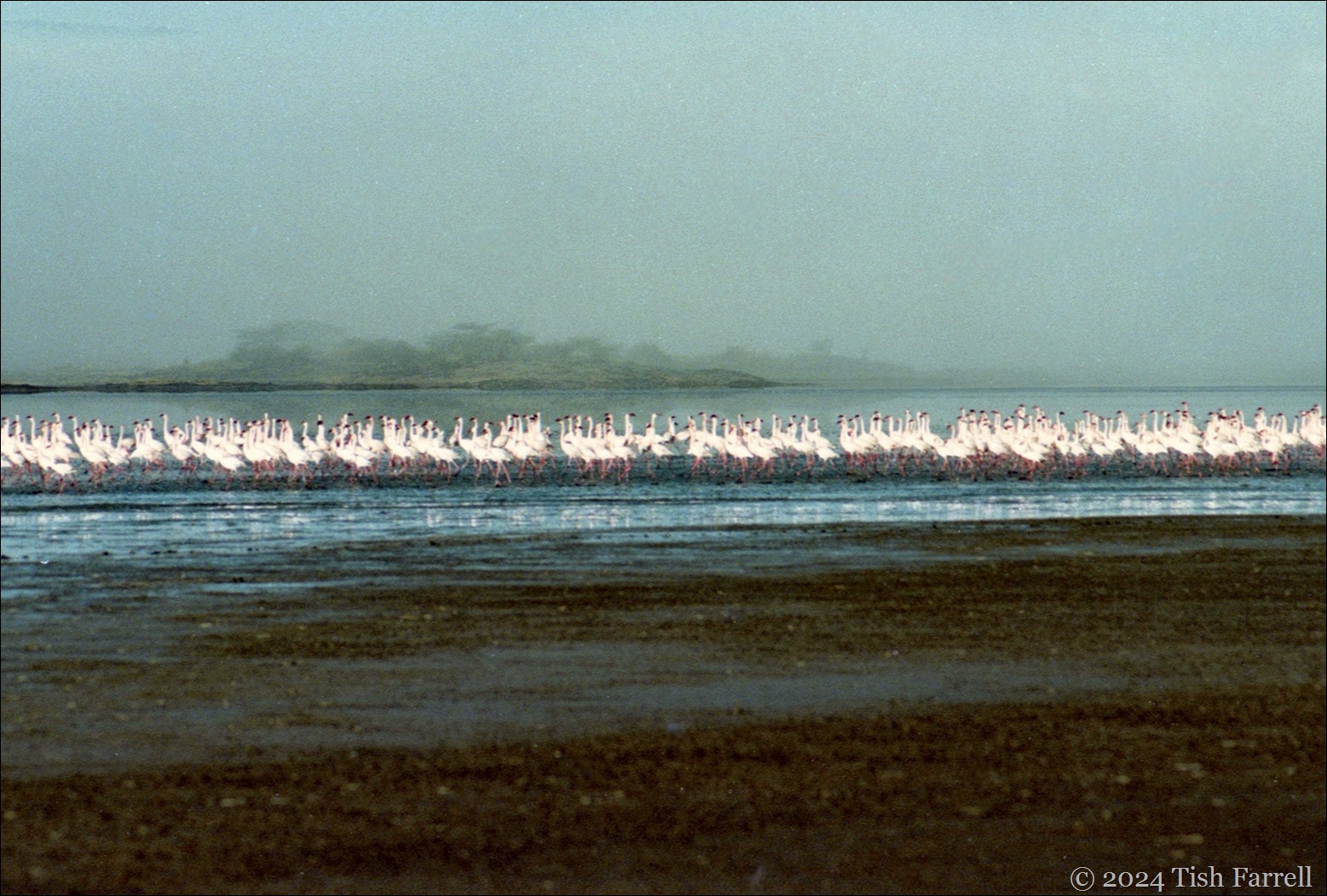img20241008_12561103dawn flamingos ed