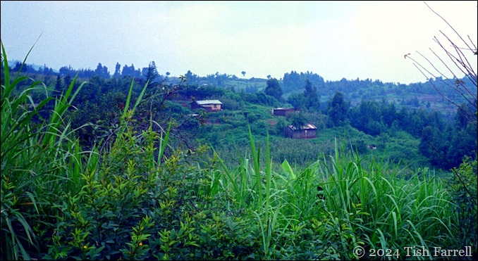 napier grass and farms