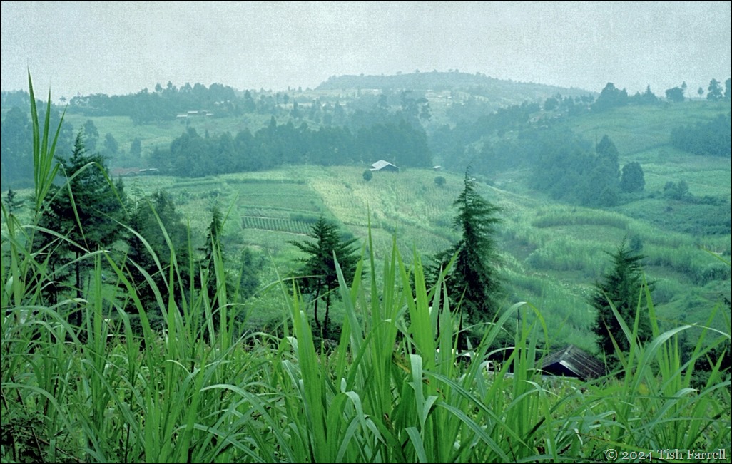 napier grass on the Rifted