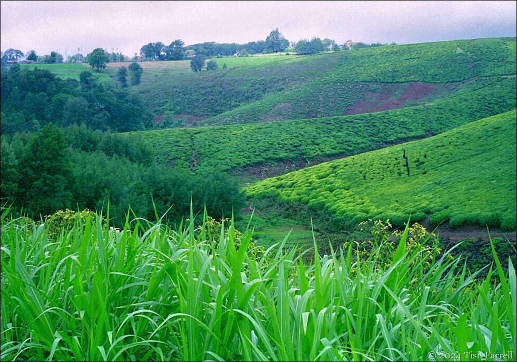 tea fields and napier grass