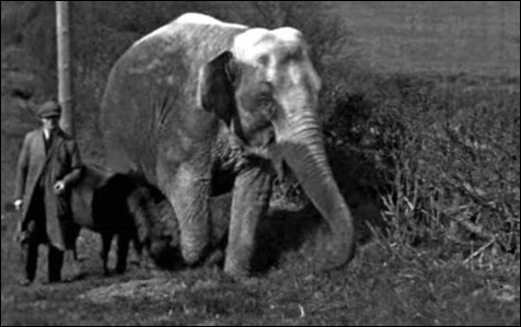 Bishops Castle elephant