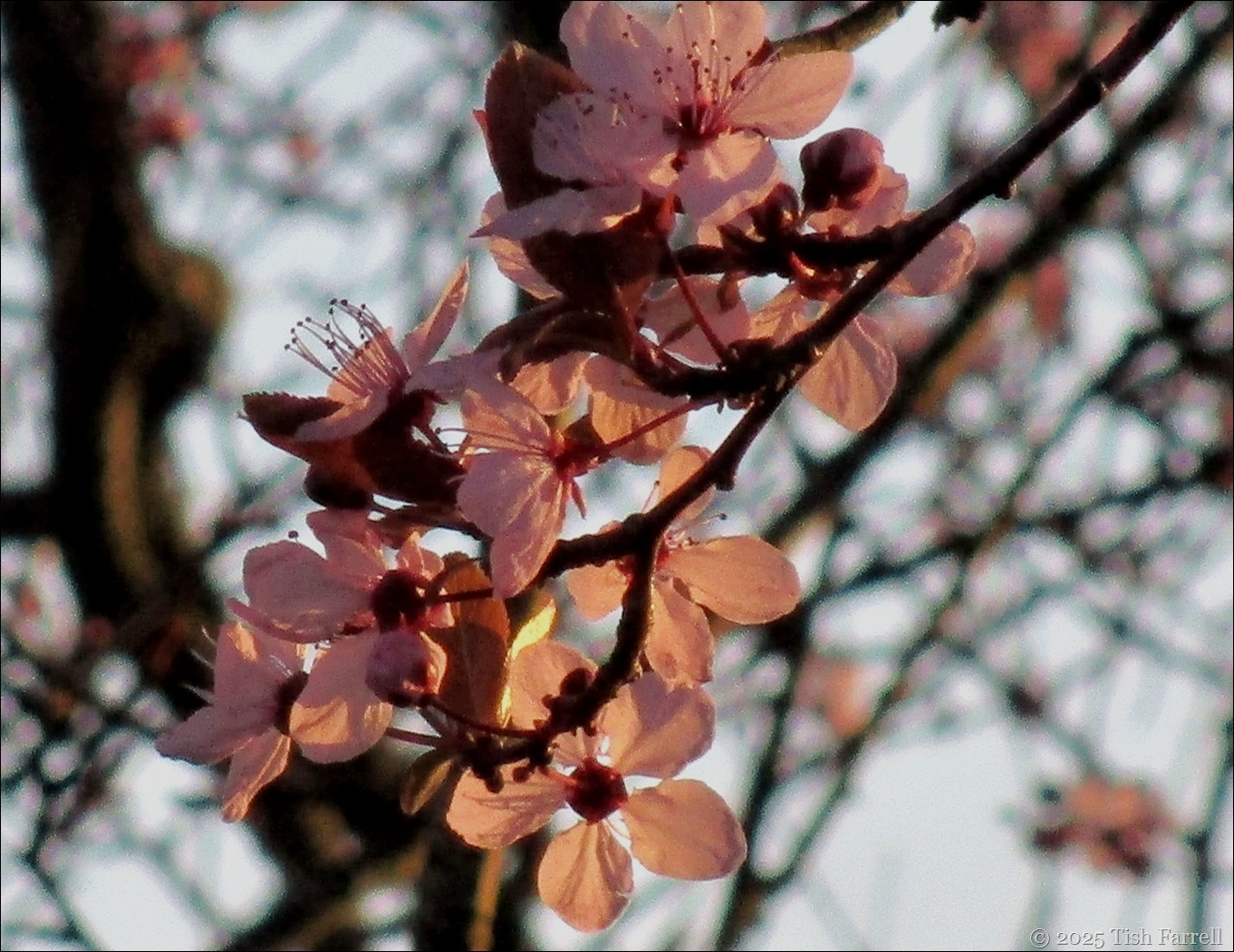 IMG_6923 cherry plum sunset