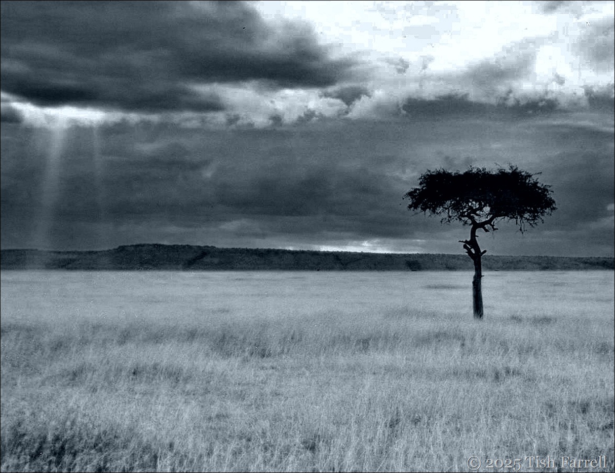 desert date mulului tree