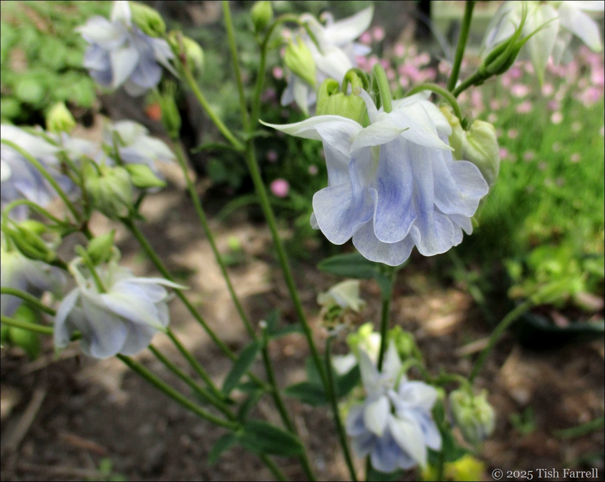 IMG_7554 columbine lavender 2
