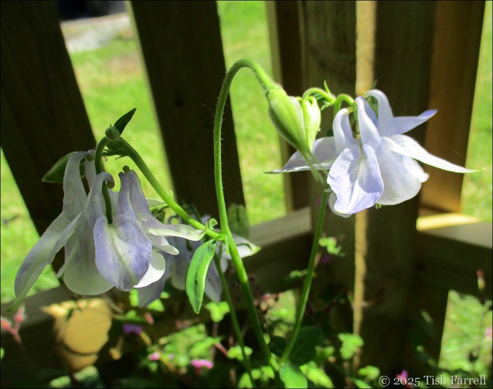 IMG_7562 columbine lavender