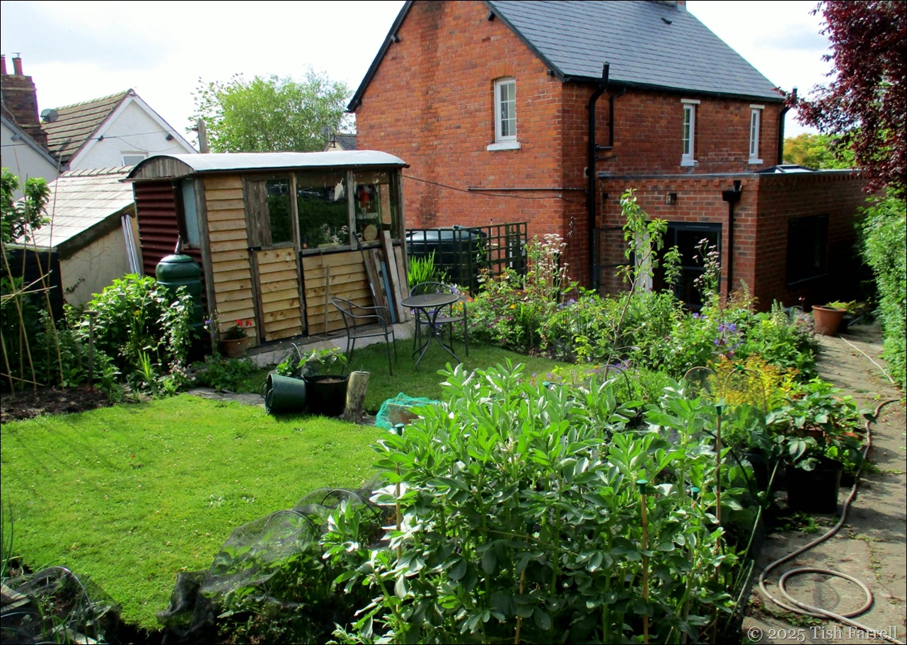 IMG_7715 back garden