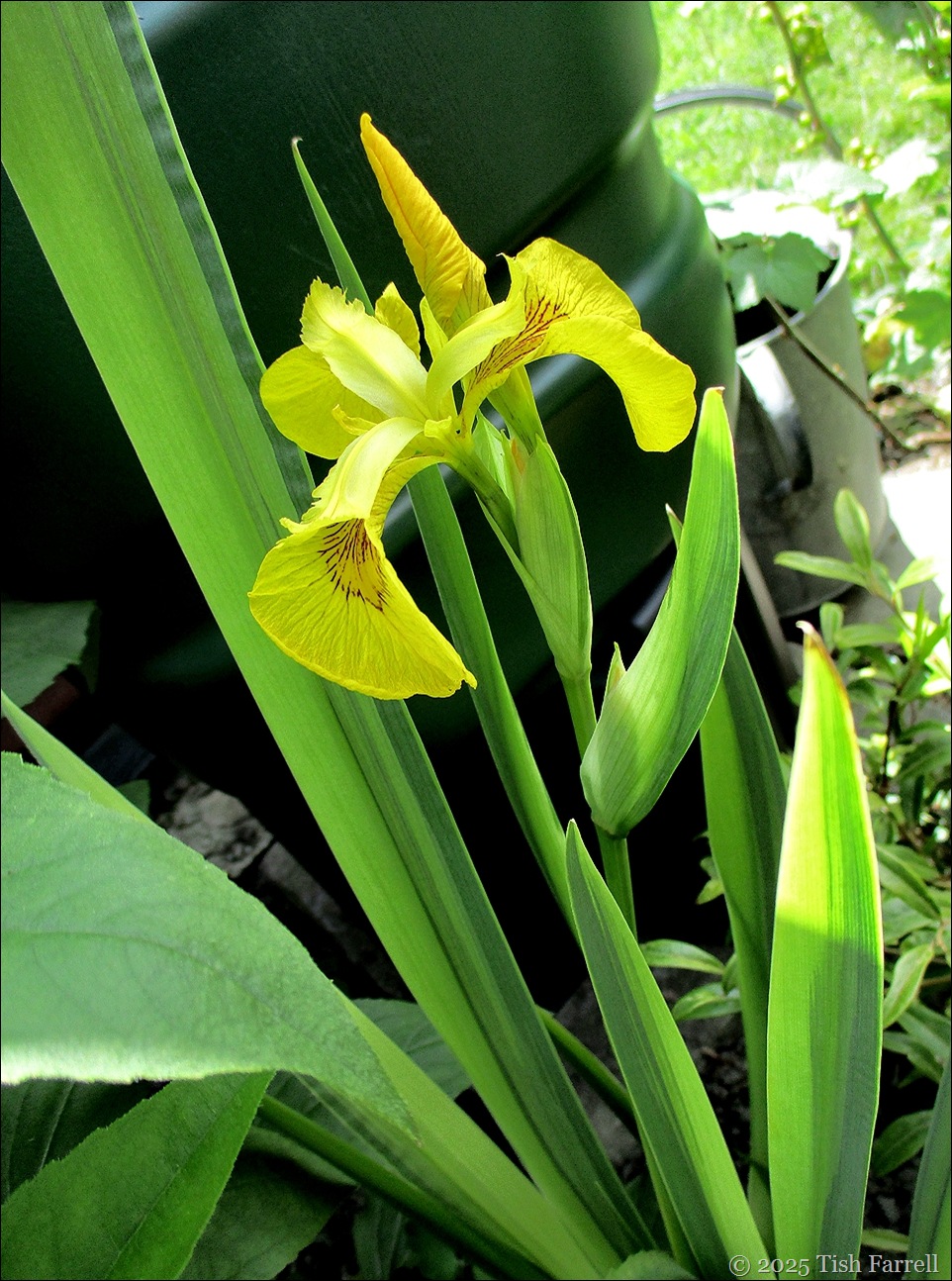 IMG_7720 variegated iris 2