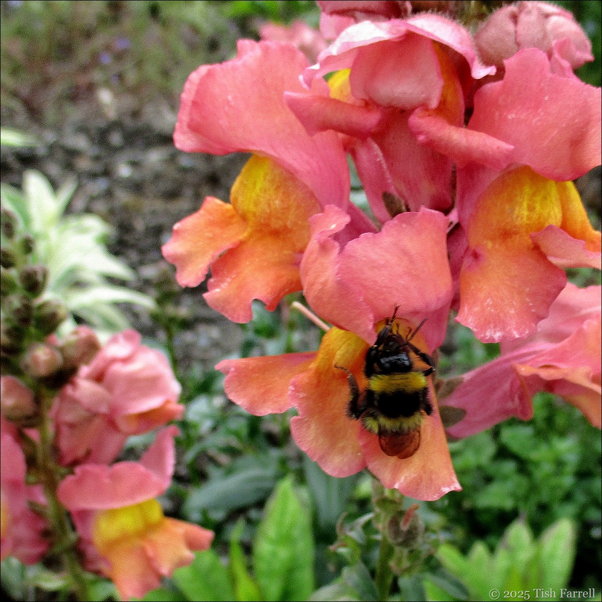 IMG_7756 snapdragon and bee