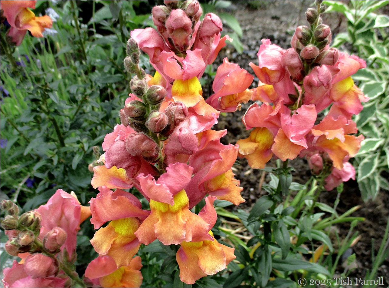 IMG_7757 snapdragon