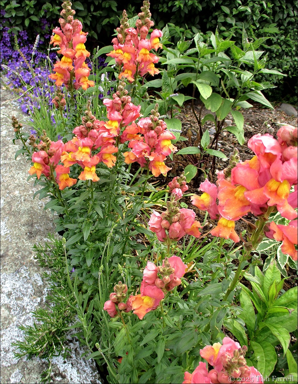 IMG_7758 snapdragon 3