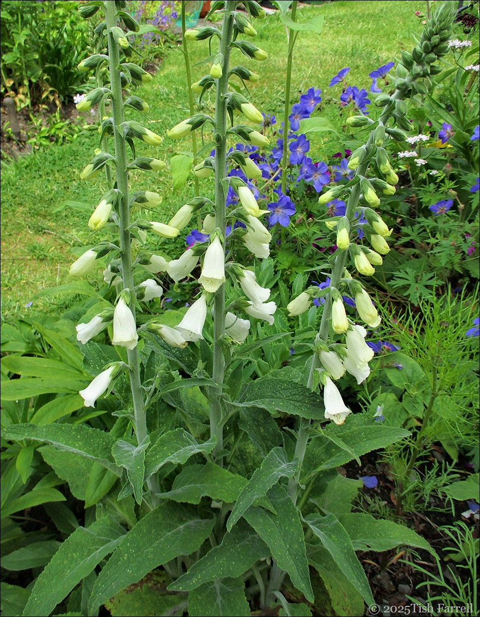 IMG_7764 white foxgloves